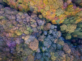 Aerial view straight down onto the tops of trees in Autumn colours.
