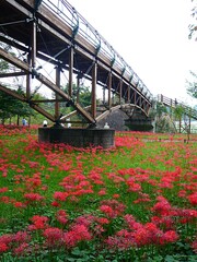 Walking around cluster amaryllis garden