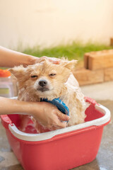 pomeranian or small dog breed was taken shower by owner and stood in red bucket that places on a concrete floor	
