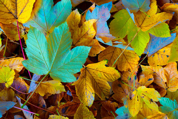 autumn leaves background