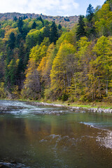 Rapid mountain river with stones through the autumn forest