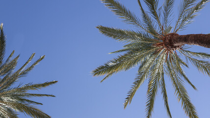 Obraz na płótnie Canvas tall palm trees on a clear day