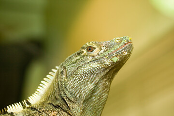 Close up of the head an face of a green iguana lizard