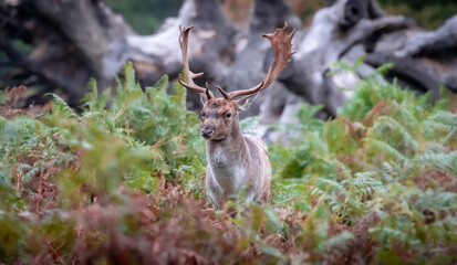 deer in the woods