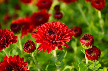 Fresh floral background with vibrant red and orange Chrysanthemum flowers, vivid green foliage and blurred plants .