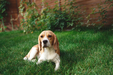Adult beagle playing on the backyard lawn
