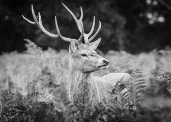 deer in the forest in black and white