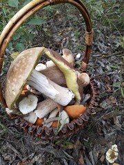 basket of mushrooms