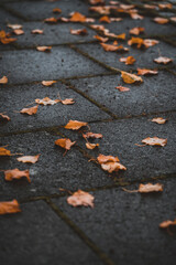 Autumn Leaves on Sidewalk