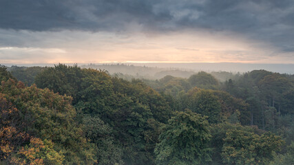 Naklejka premium View from above over a dense forest, sunrise on a foggy misty morning, Kaapse Bossen, Utrechtse Heuvelrug, The Netherlands