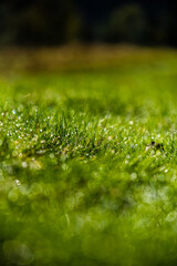 Close-up shot of water drops on green grass blades with beautiful bokeh. Background photo. Mock up