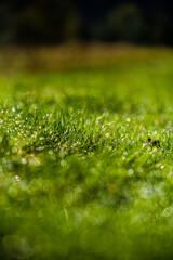 Naklejka premium Close-up shot of water drops on green grass blades with beautiful bokeh. Background photo. Mock up