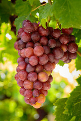 Racimos de uvas rojas madurando en la parra para su recolección