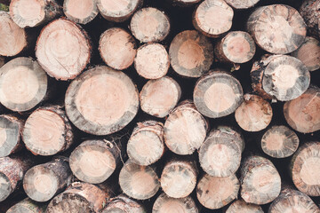 Freshly cut tree logs stacked.