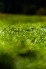 Close-up shot of water drops on green grass blades with beautiful bokeh. Background photo. Mock up