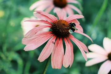 Abeja en flor
