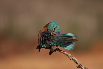European roller grooming © JOSEMARIA