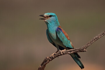 European roller - Powered by Adobe