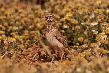 Crested lark