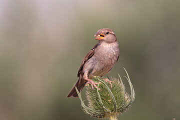 Female  House sparrow