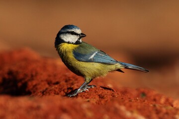 Blue tit