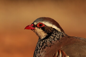Portrait of Red-legged partridge
