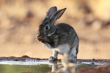 Coomon rabitt grooming
