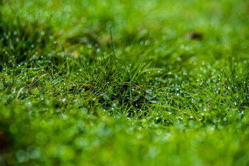 Fototapeta premium Dew drops on fresh green grass. Macro background