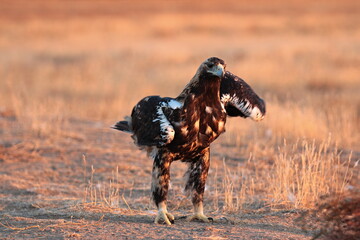Female Spanish imperial eagle dancing