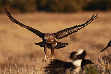 Common buzzard flying