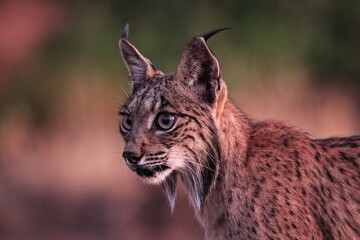 Obraz premium Portrait of Iberian lynx sunrising