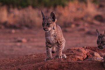 Puppy of  Iberian lynx sunrising