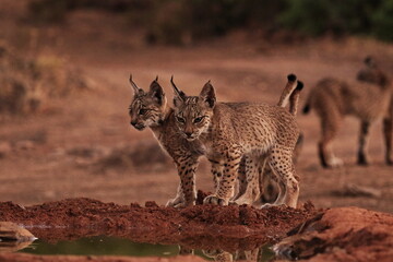 Puppies of Iberian lynx