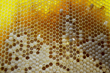 Drop of bee honey drip from hexagonal honeycombs