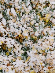 autumn leaves on snow background