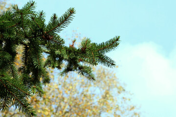 spruce tree branches