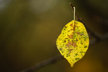 Autumn tree with small yellow spotted leaf in sunny forest