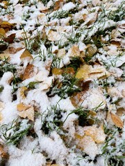 autumn leaves on the snow