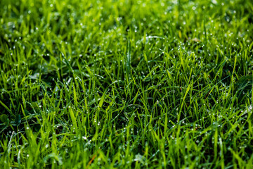Dew drops on fresh green grass. Macro background
