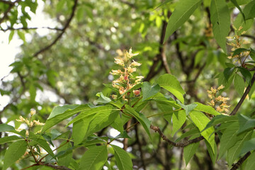Blüten der Gelben Rosskastanie, Pavie, Aesculus flava