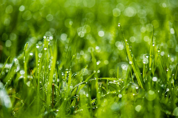 Close-up shot of water drops on green grass blades with beautiful bokeh. Background photo. Mock up