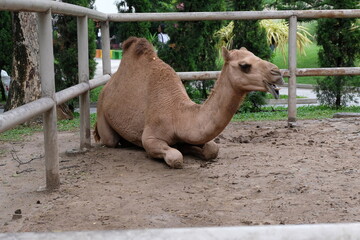 camel in the zoo