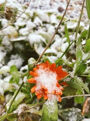 red poppy flower in the snow
