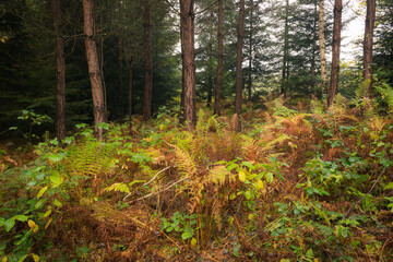 Colorful ferns in the morning autumn forest