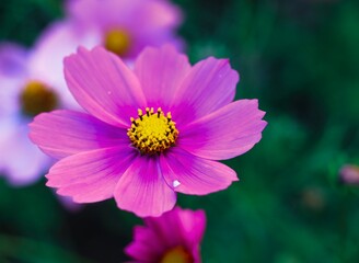 Obraz premium Closeup of a single cosmos flower in vivid colors 