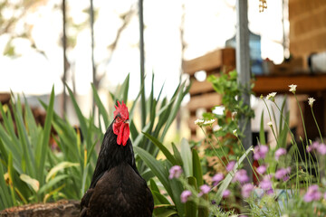 Black Australorp rooster standing in pretty cottage garden © Caseyjadew