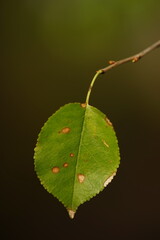 Small green spotted leaf hang on the branch.