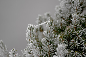 Winter. Frost. © Mikoaj