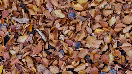 Brown autumnal foliage background with leaves of assorted brown colours