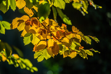 autumn leaves in the sun